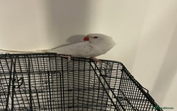 Budgerigars birds for sale: White female Indian Ringneck for sale!!  - Image 3