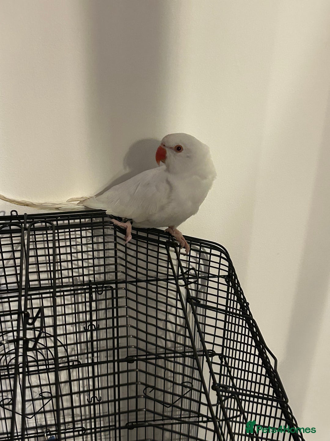 Budgerigars birds for sale: White female Indian Ringneck for sale!!  - Image 3