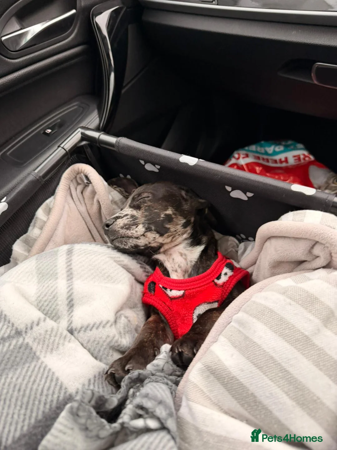 Mixed Breed dogs for sale: French Wheener - Advert 2