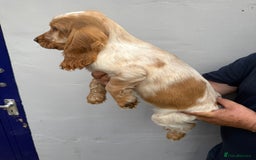 Cocker Spaniel dogs for sale: Fabulous Cocker Spaniel Pupies - Image 10