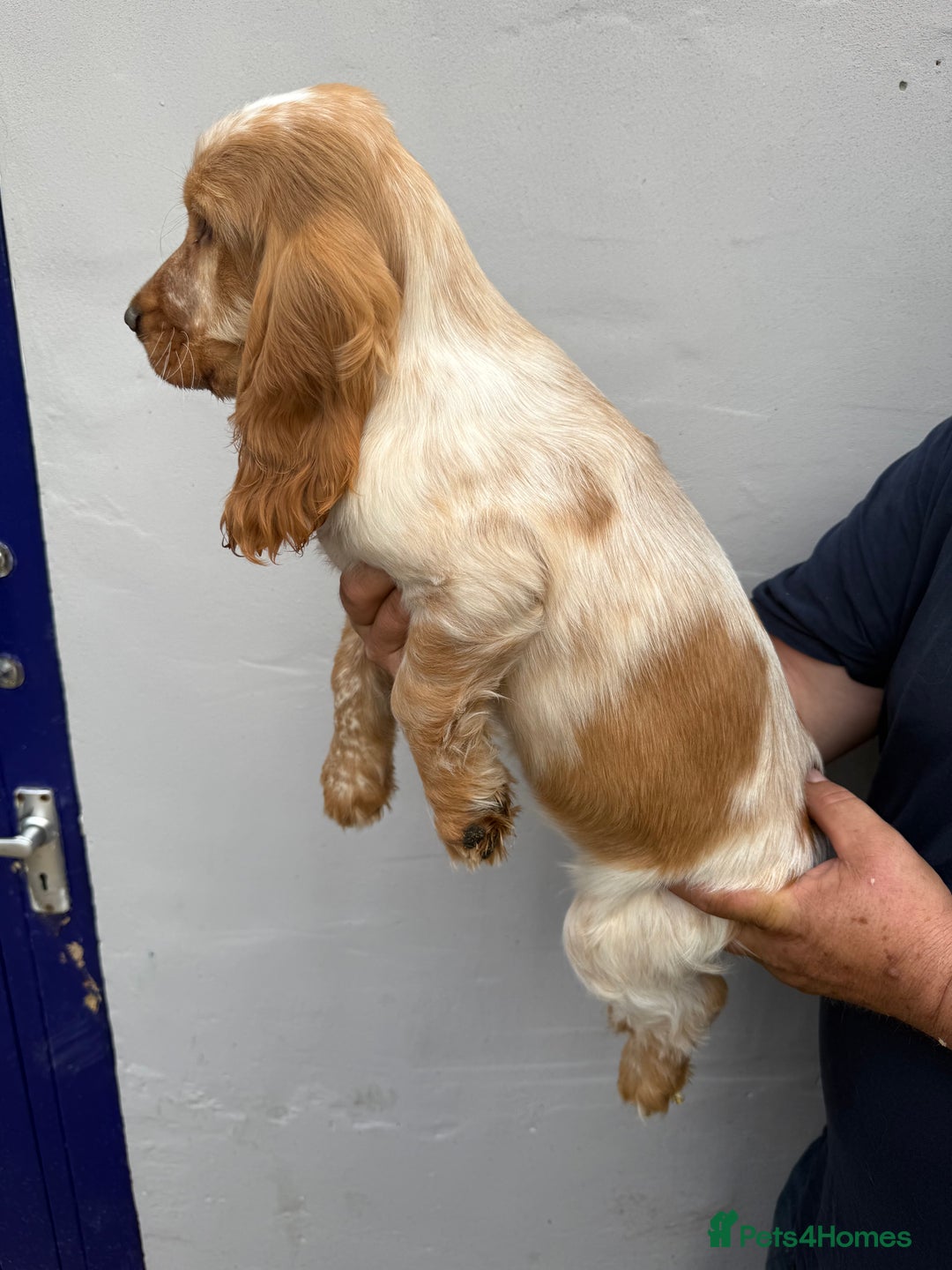 Cocker Spaniel dogs for sale: Fabulous Cocker Spaniel Pupies - Image 10