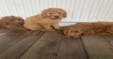 Cockapoo dogs - Advert 6