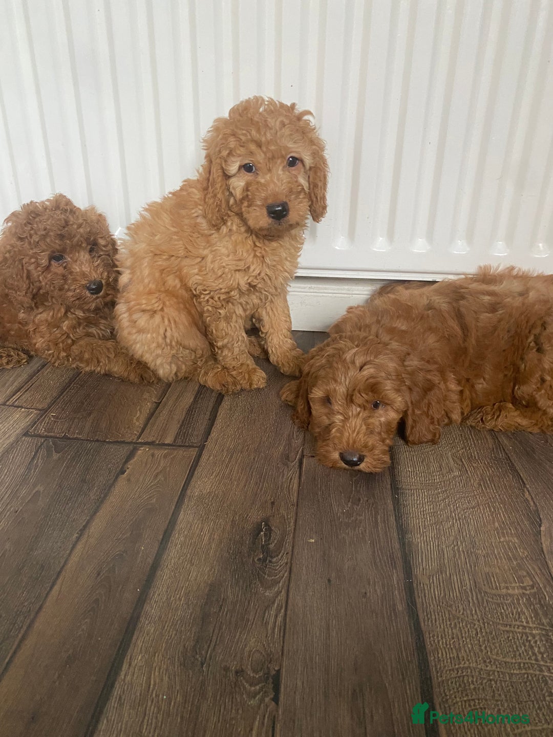 Cockapoo dogs for sale: Beautiful cockapoos - Image 3