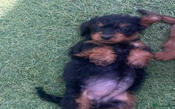 Doxiepoo dogs for sale: Doxiepoos - Image 10