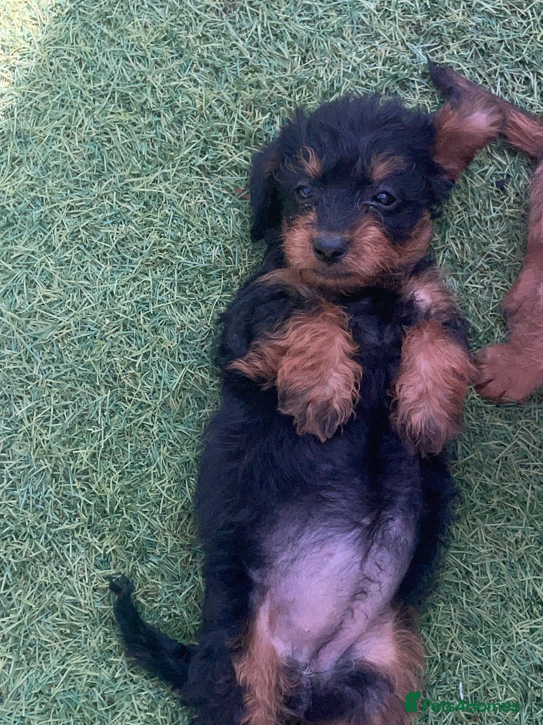Doxiepoo dogs for sale: Doxiepoos - Image 10