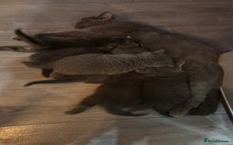 Scottish Fold cats for sale: Adorable Scottish Fold and Straight Kittens  - Image 38