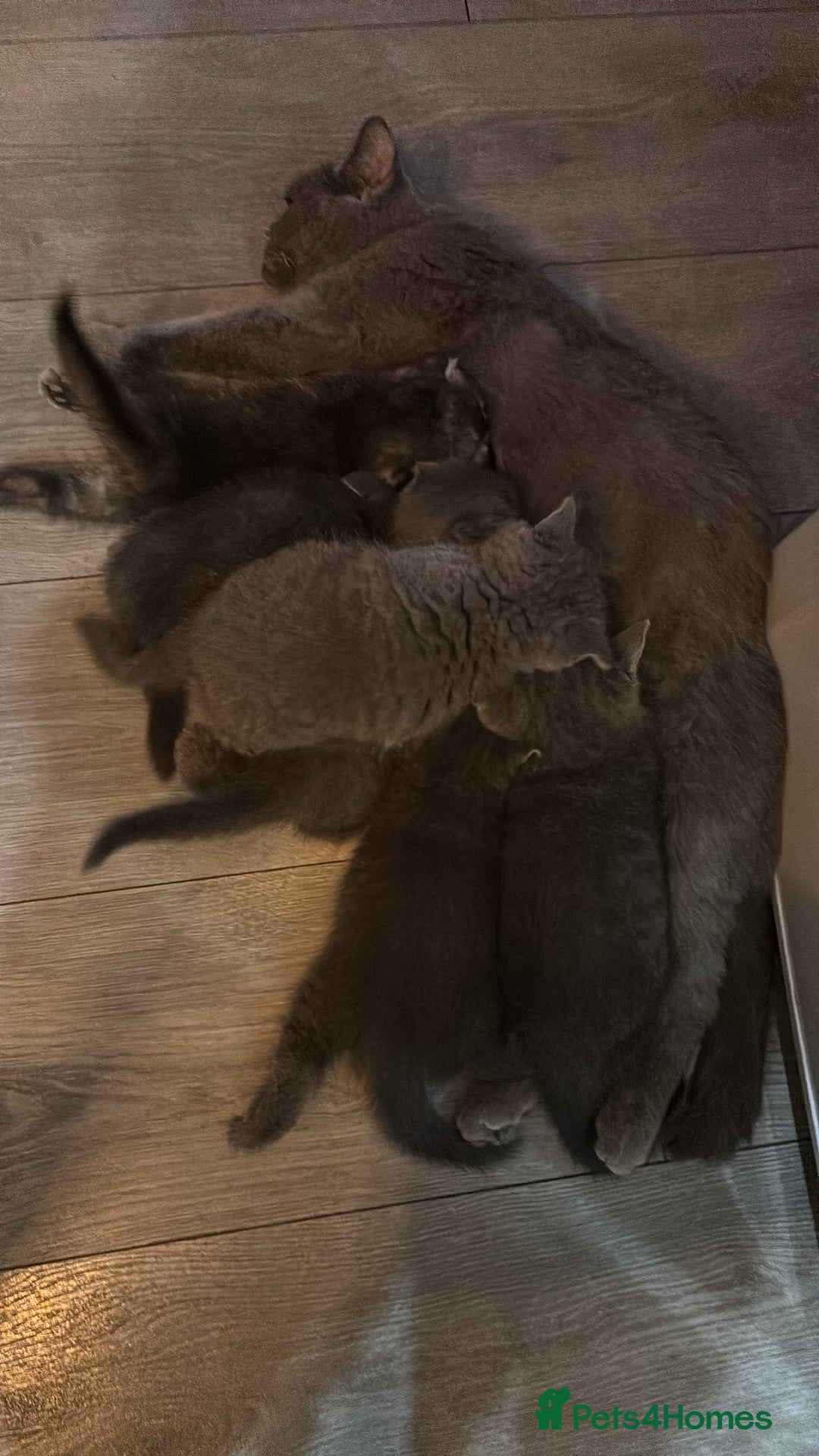 Scottish Fold cats for sale: Adorable Scottish Fold and Straight Kittens  - Image 38