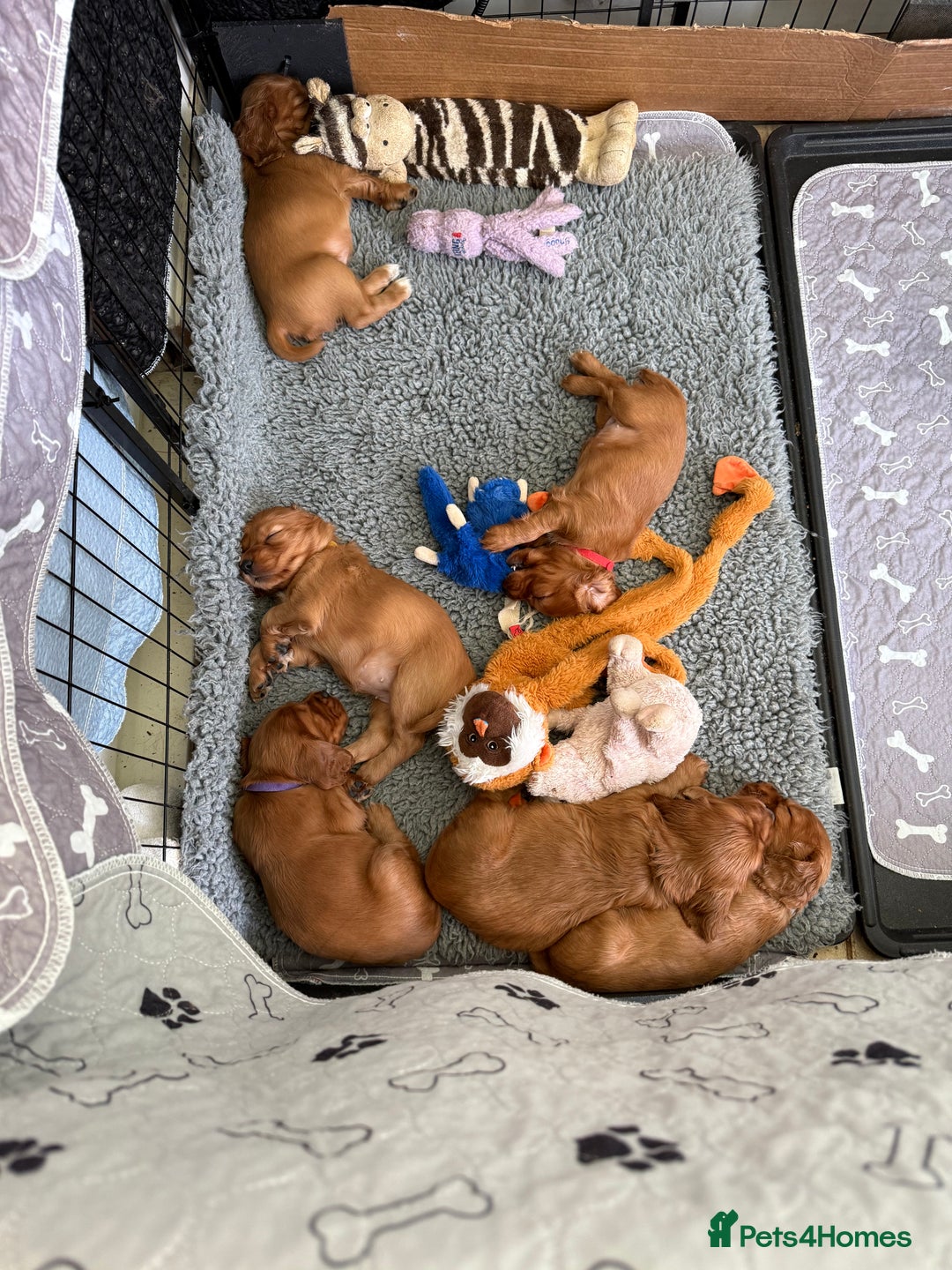 Cocker Spaniel dogs for sale: Gorgeous litter of cocker spaniel pups - Advert 3