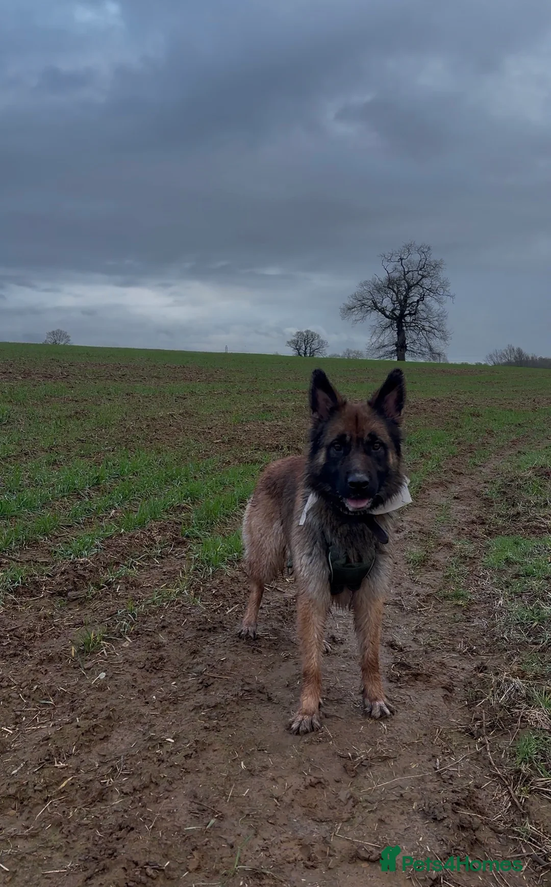 German Shepherd dogs for sale: Urgent Rehoming - Advert 1