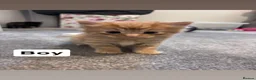 Mixed Breed cats for sale: Beautiful tabby kittens - Advert 4