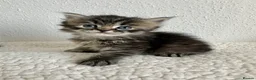 Siberian cats for sale: Beautiful Siberian Kittens - Advert 1
