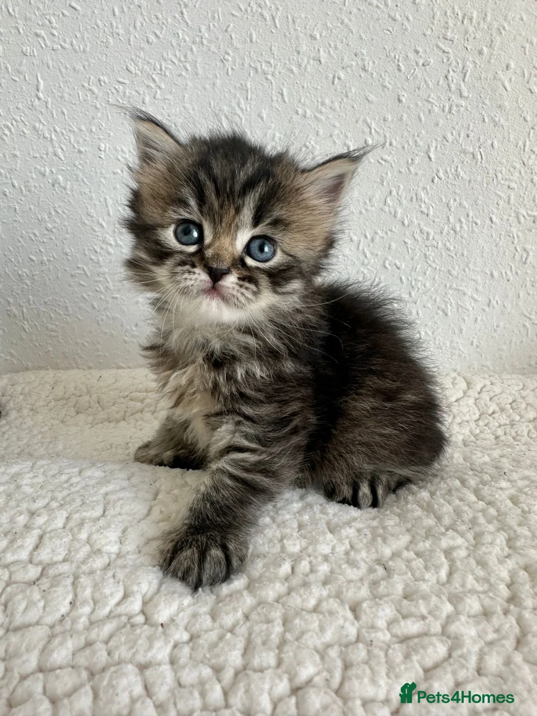 Siberian cats for sale: Beautiful Siberian Kittens - Advert 1