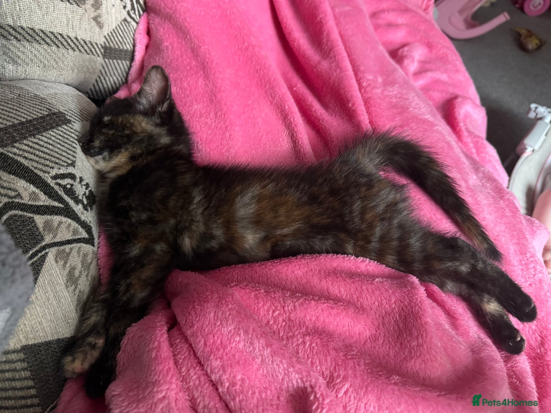 Mixed Breed cats for sale: Female kitten  - Image 7