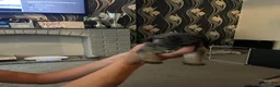 Border Terrier dogs for sale: 4 healthy Border Terrier Puppies for sale.  - Advert 3