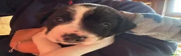 Mixed Breed dogs for sale: 1 male jack Russel/ springer pup  - Advert 8