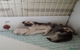 Pug dogs for sale: Stunning Male pug pups - Image 3
