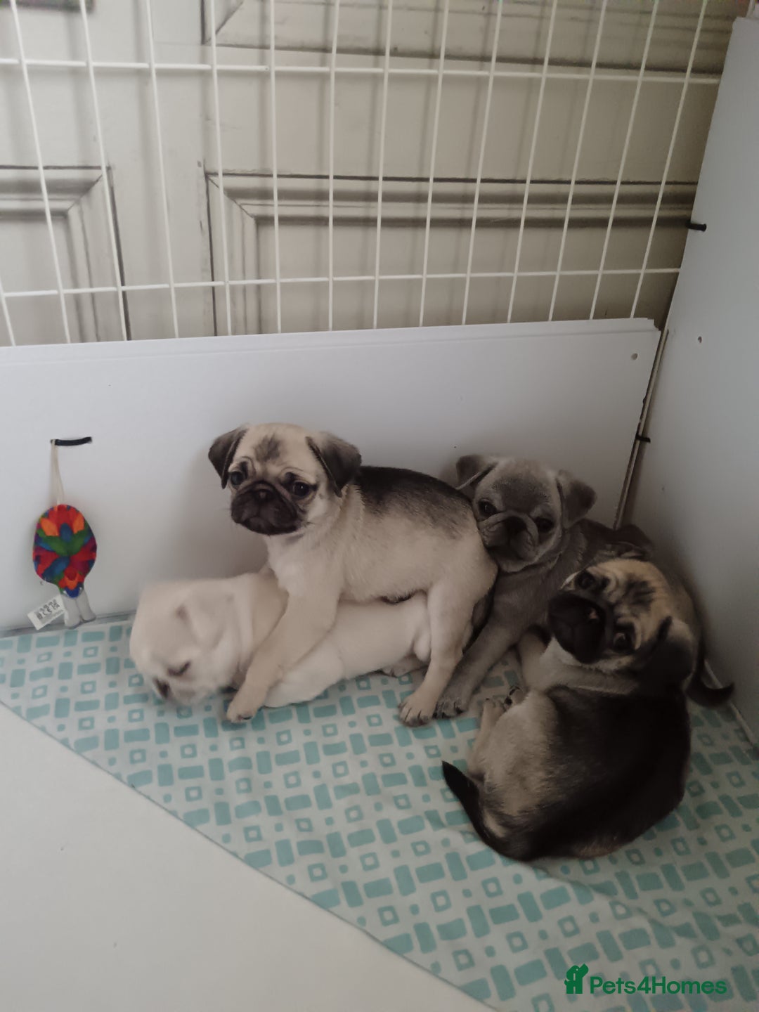 Pug dogs for sale: Stunning Male pug pups - Image 3