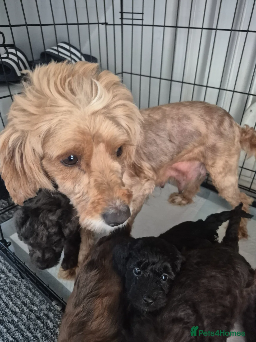 Cockapoo dogs for sale: Merle cockapoo puppies very curly - Advert 2