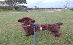 Cockapoo dogs for sale: 2 beautiful F2 cockapoos  - Image 6