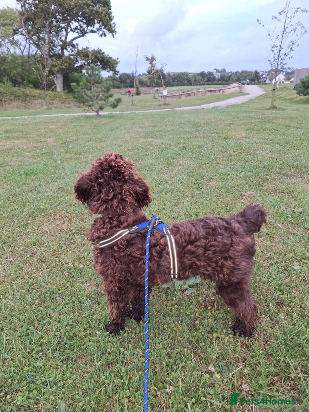 Cockapoo dogs for sale: 2 beautiful F2 cockapoos  - Image 6