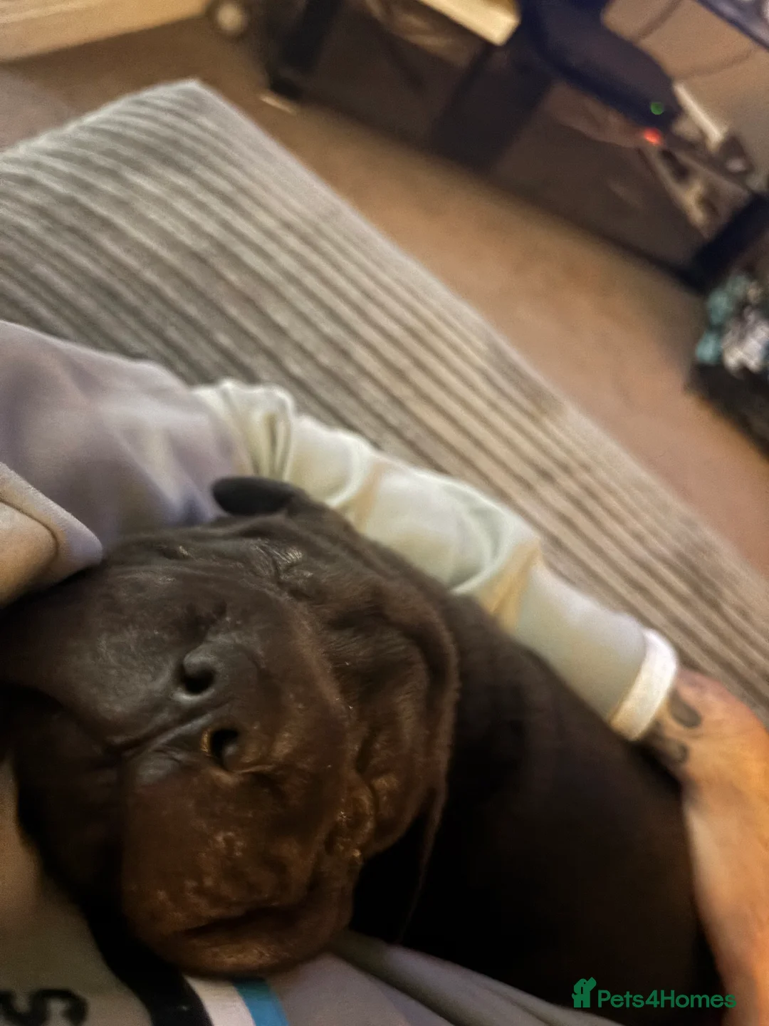 Shar Pei dogs for sale: 15 week old puppy needs new home! - Advert 3