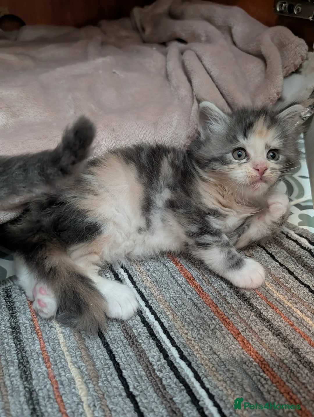 Maine Coon cats for sale: Beautiful Tica Registered Maine Coon kittens  - Advert 8