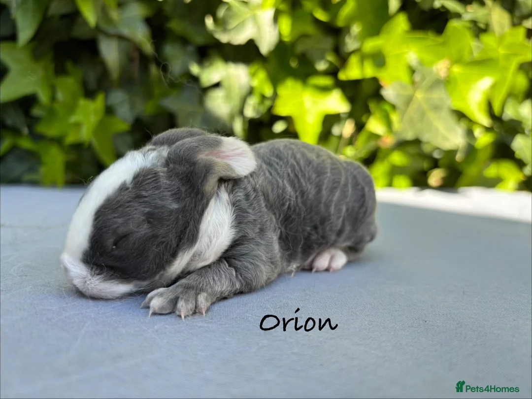 Mini Lop rabbits for sale: Pure bred Mini Plush Lops - Advert 2