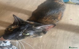Domestic Shorthair cats for sale: Mum cat with kitten  - Image 2