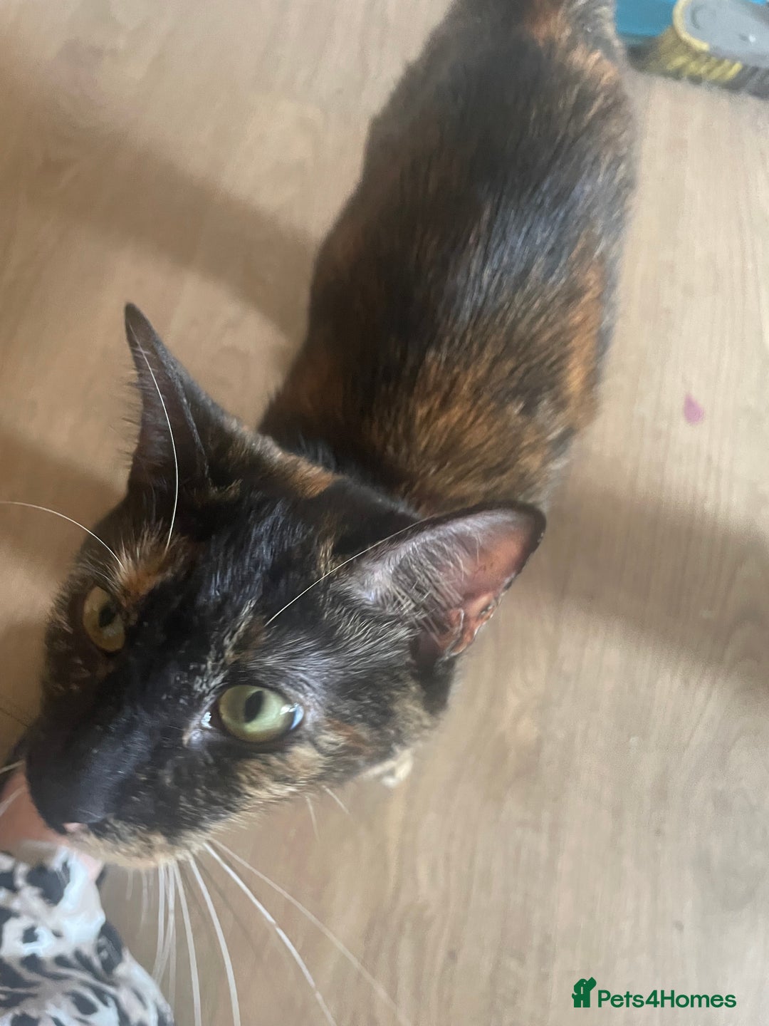 Domestic Shorthair cats for sale: Mum cat with kitten  - Image 2