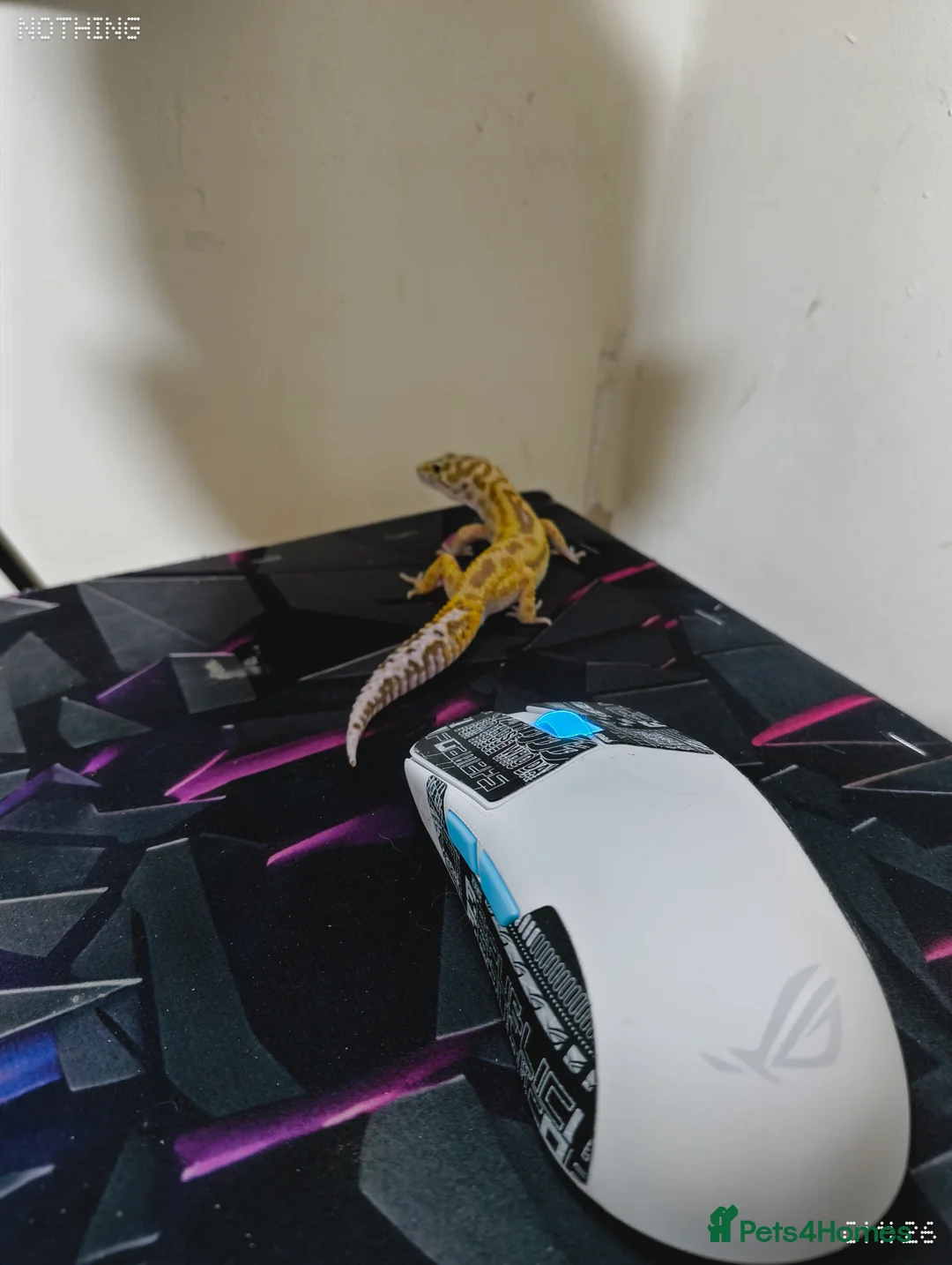 Leopard Gecko reptiles for sale: Tiny the baby leopard gecko full set up  - Advert 2