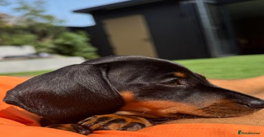 Miniature Dachshund dogs - Advert 10