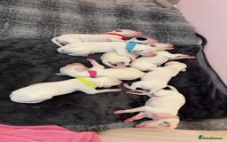 Dalmatian dogs for sale: Dalmatian Puppies  - Image 2