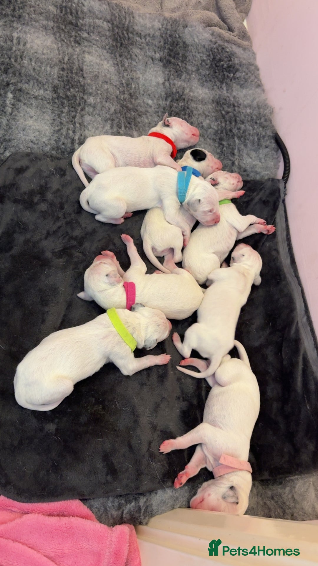 Dalmatian dogs for sale: Dalmatian Puppies  - Image 2