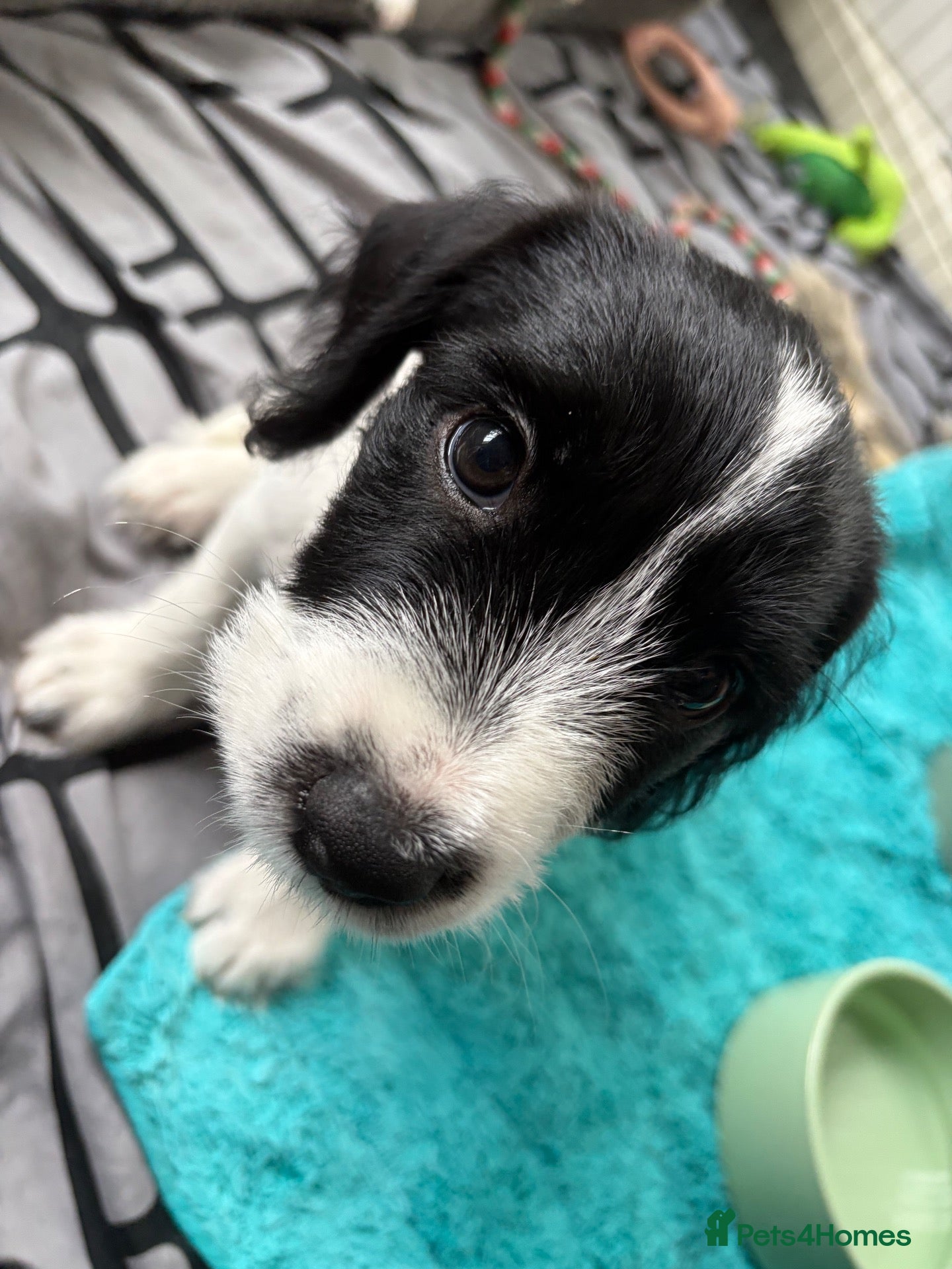 Mixed Breed dogs Cross Springer/Russel ready for forever homes l - Advert 1
