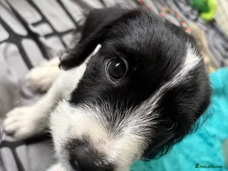 Mixed Breed dogs Cross Springer/Russel ready for forever homes l - Advert 1