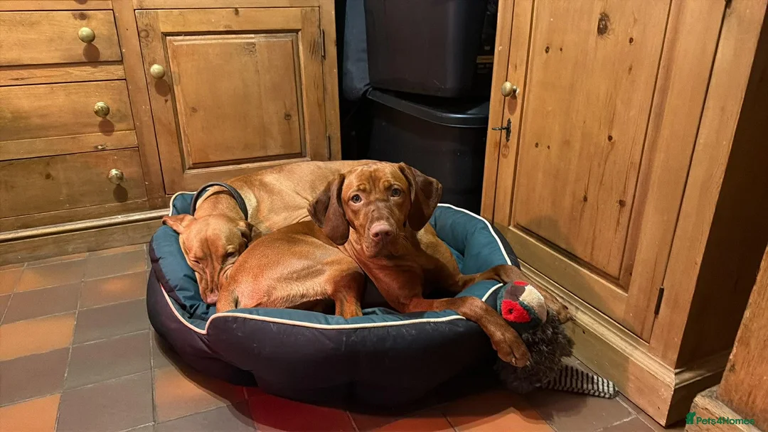 Hungarian Vizsla dogs for sale: *SHOW QUALITY PUPPY*CHAMPION BRED PUPPIES - Advert 9