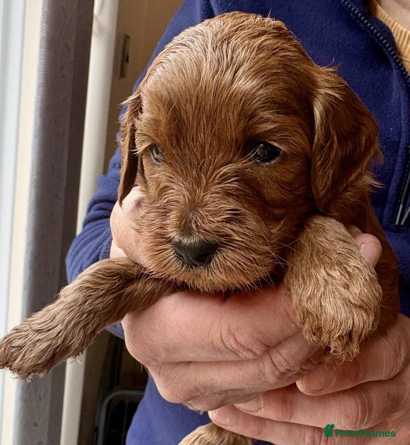 Goldendoodle dogs Stunning Golden Doodle Puppies for sale. - Advert 1