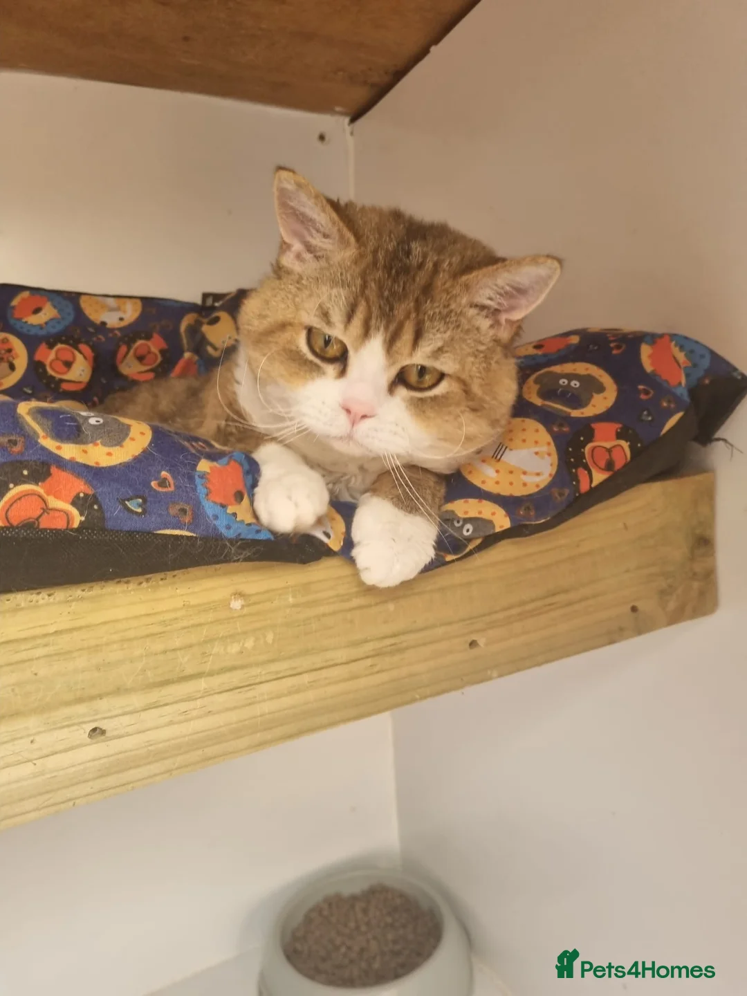 Selkirk Rex cats for sale: Stunning dual registered selkirk rex curly. - Advert 6