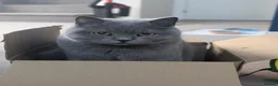 British Shorthair cats for sale: Adult male British short hair - Advert 4