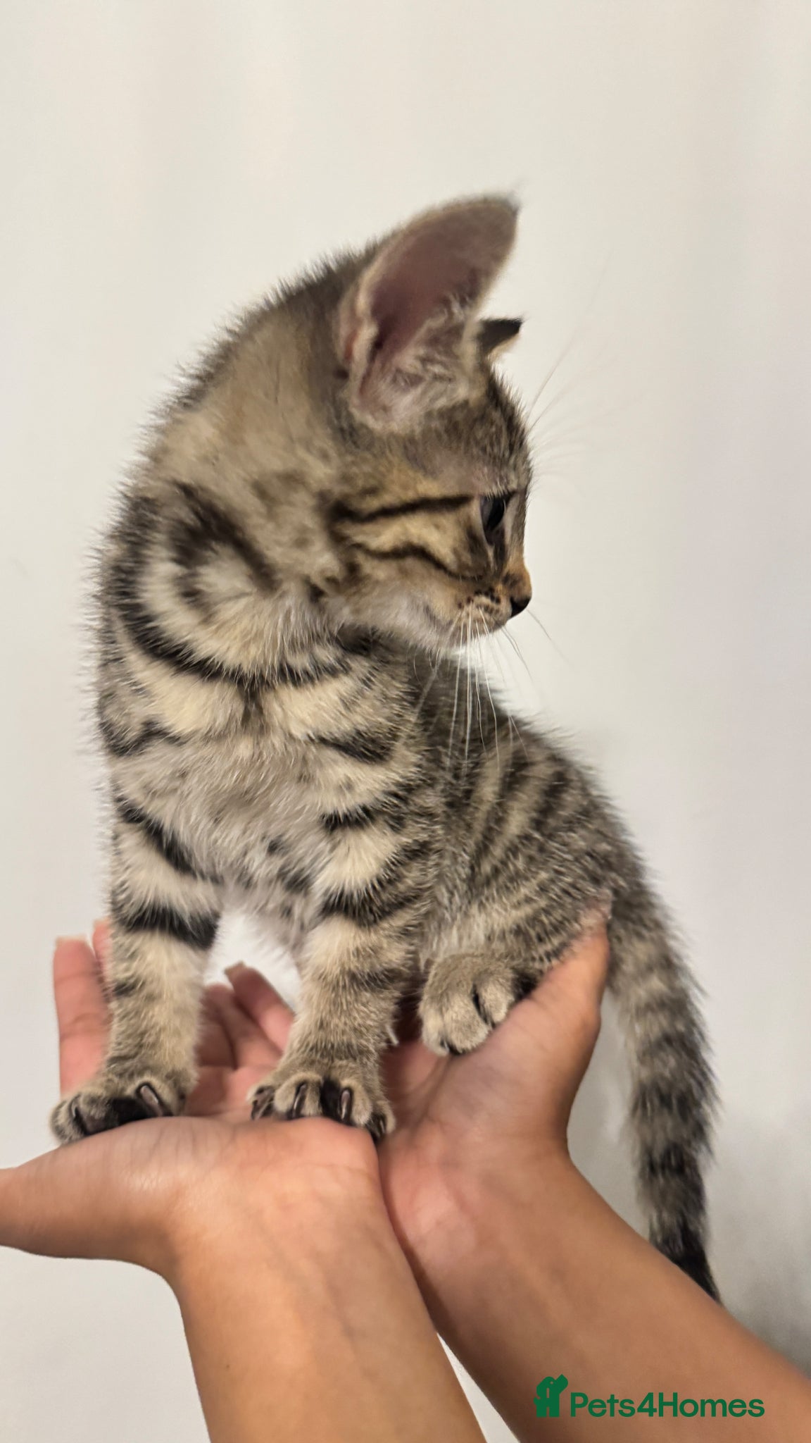 British Shorthair cats for sale: Tabby Kittens in London - Advert 6
