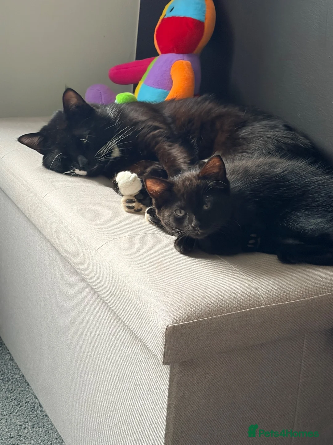 Mixed Breed cats for sale: Male kitten - Advert 1