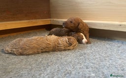 Labradoodle dogs for sale: Miniature Labradoodles  - Image 5