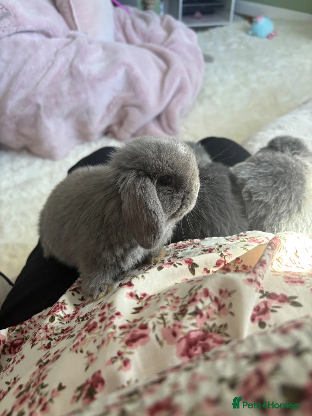 Mini Lop rabbits for sale: 3 Beautiful baby boy mini lops needing good homes in Bridport - Advert 40
