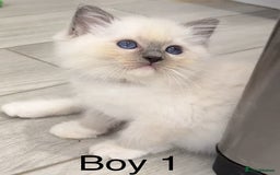 Ragdoll cats for sale: 7 Ragdoll kittens for sale - Image 7