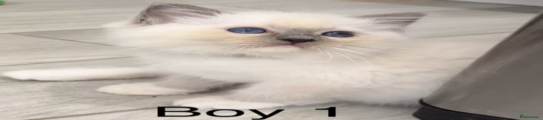 Ragdoll Kitten 1