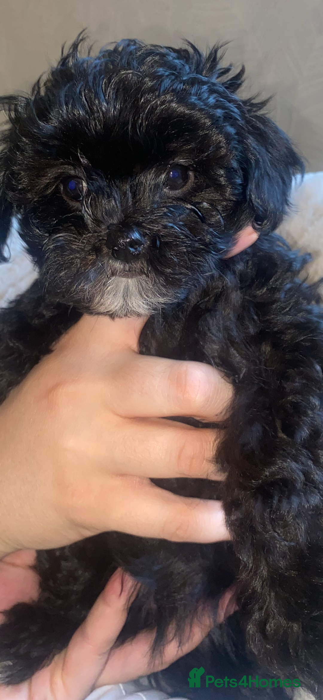 Maltipoo dogs for sale: Rare micro toy teddyface Korean/Asian maltipoos😍 - Advert 29