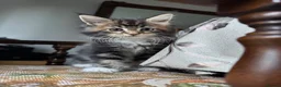 Maine Coon cats for sale: LARGE MAINE COON KITTENS - Advert 7