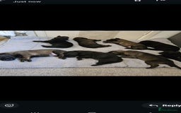 Belgian Shepherd Dog dogs for sale: Belgian malinois puppies  - Image 6