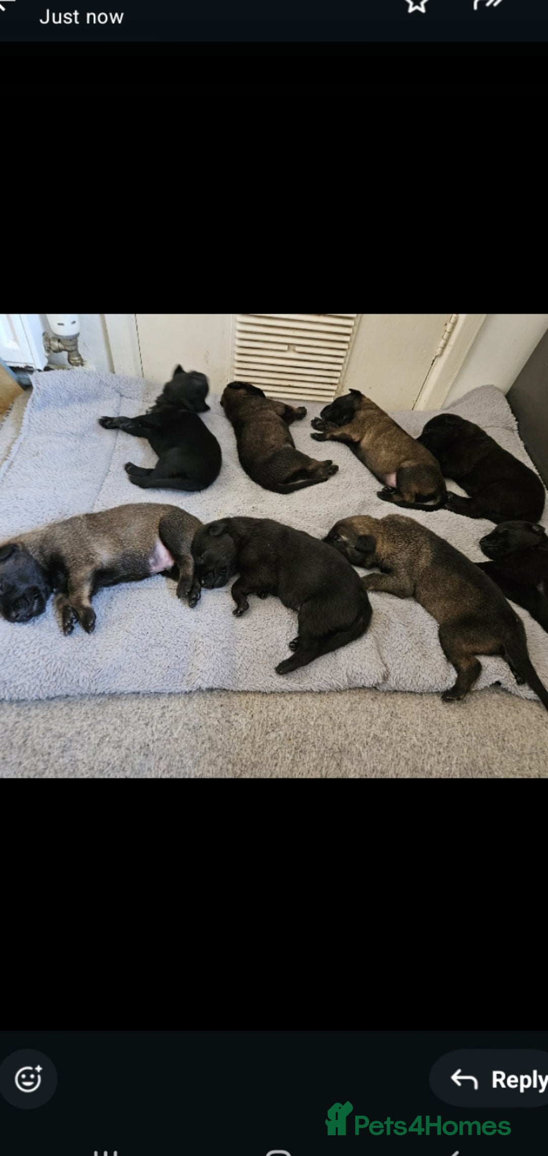 Belgian Shepherd Dog dogs for sale: Belgian malinois puppies  - Image 6