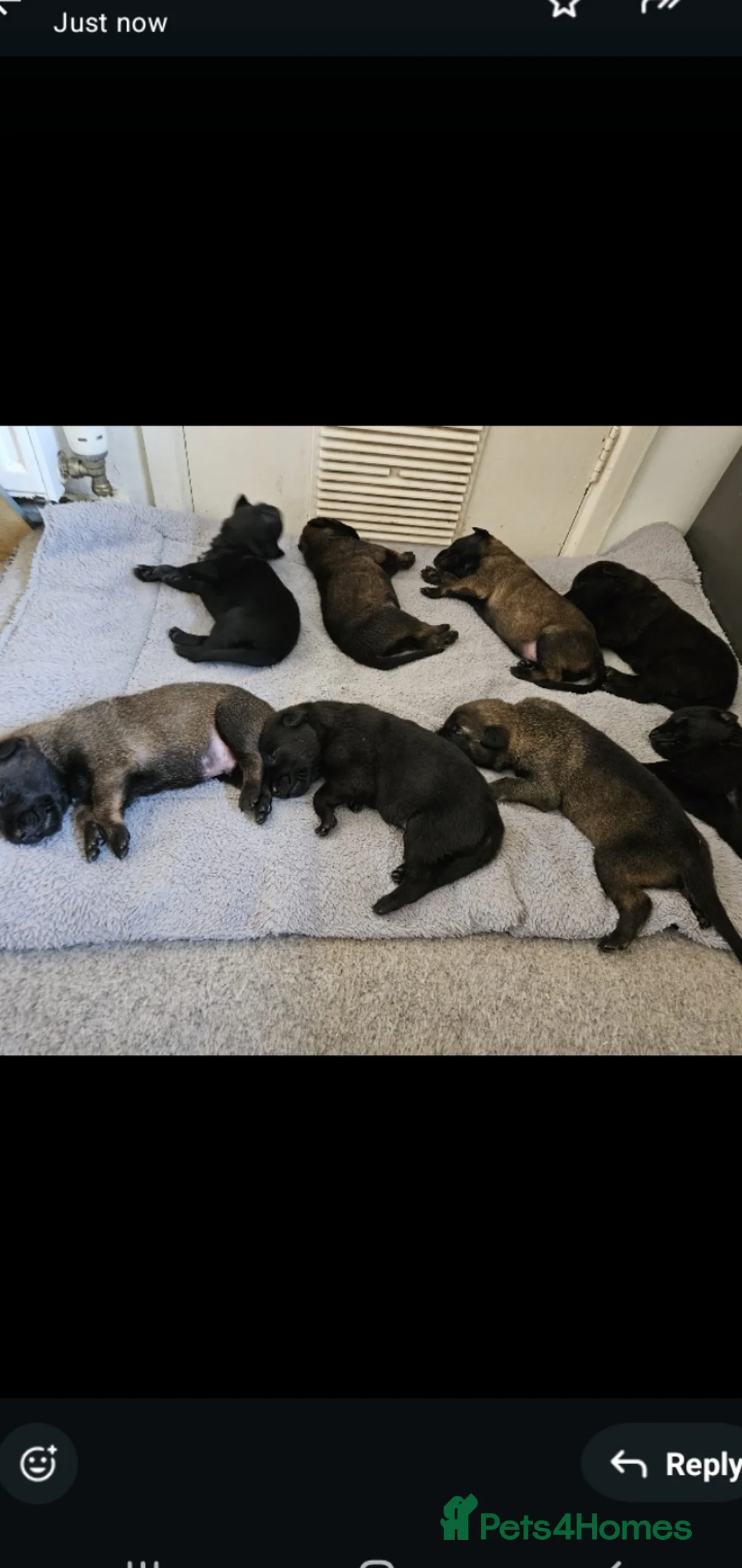 Belgian Shepherd Dog dogs for sale: Belgian malinois puppies  - Advert 6